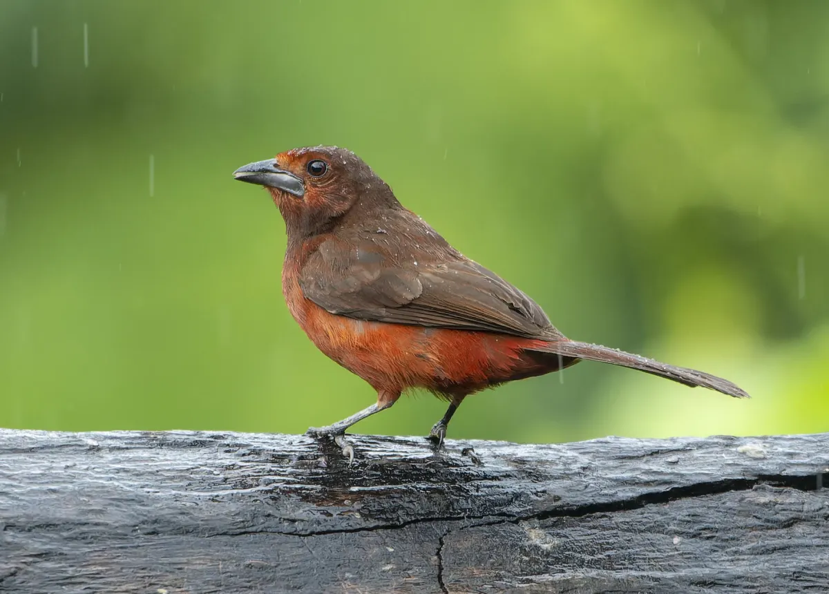 File:Ramphocelus melanogaster 351112952.jpg