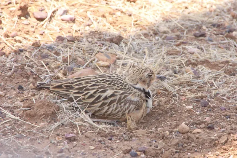 File:Peltohyas australis incubating.jpg