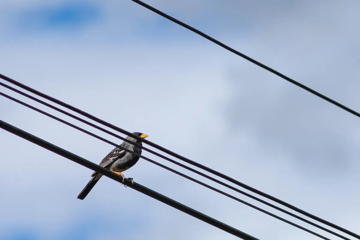 File:Rhopospina fruticeti en Llocllapampa.jpg