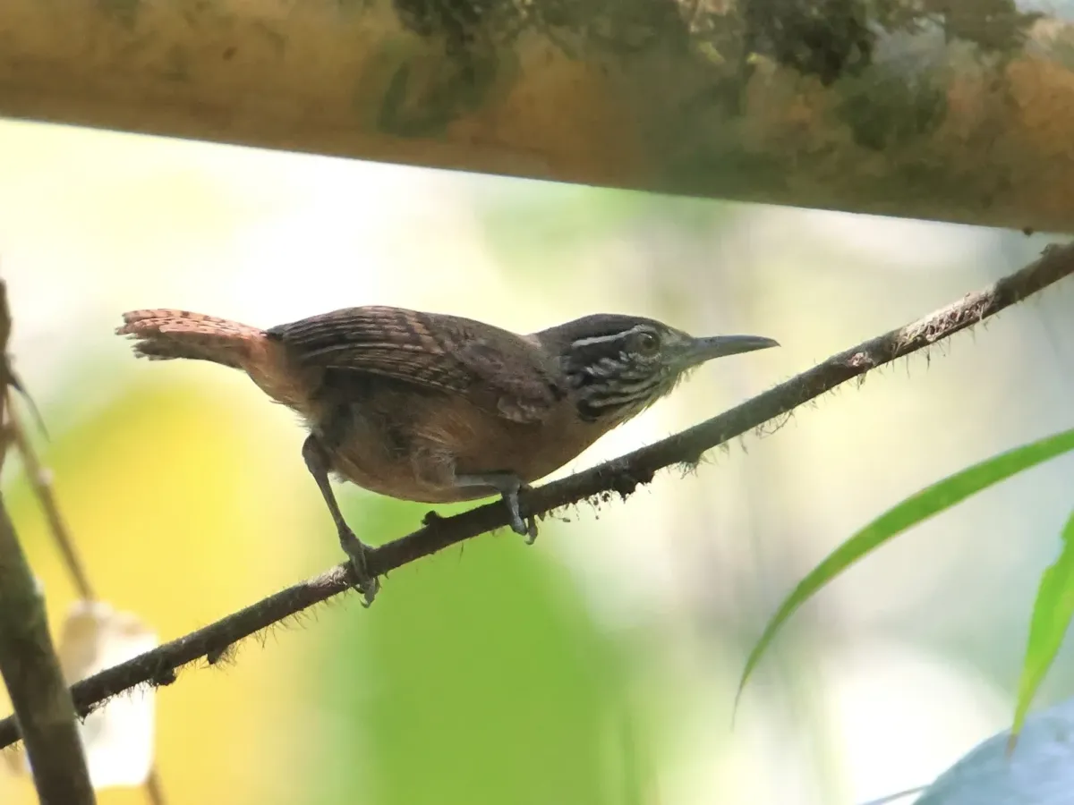 File:Cantorchilus leucopogon 367192823 (cropped).jpg
