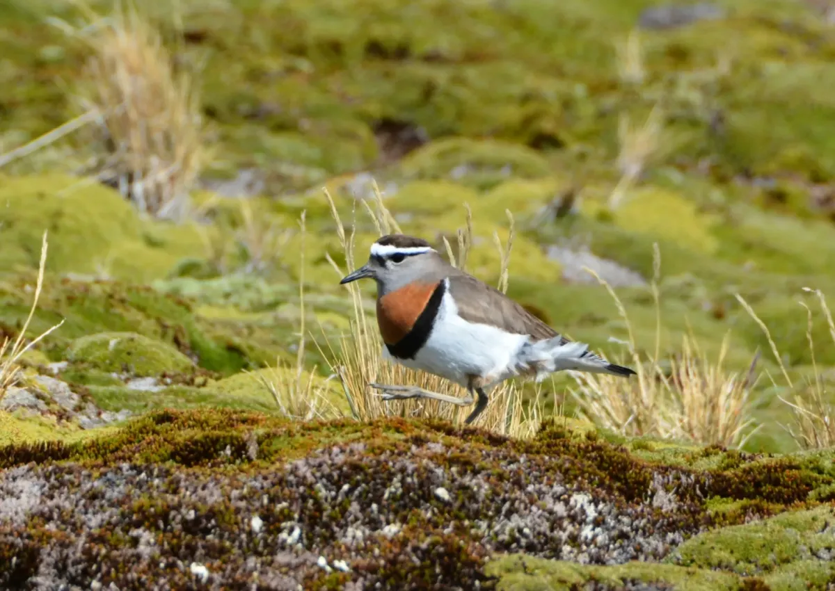 File:Zonibyx modestus breeding plumage 23278222.jpg