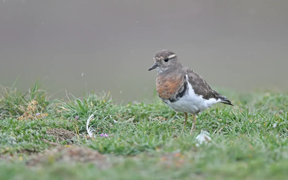 File:Zonibyx modestus interbreeding plumage 391099732.jpg