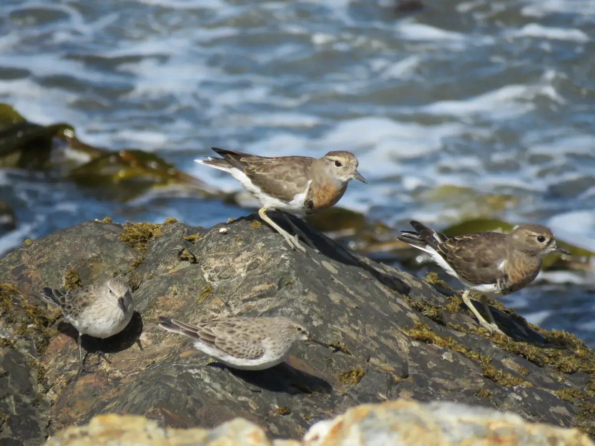 File:Zonibyx modestus Calidris bairdii 257937002.jpg