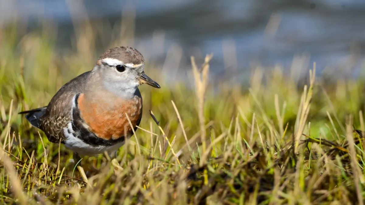 File:Zonibyx modestus breeding plumage 426202493.jpg