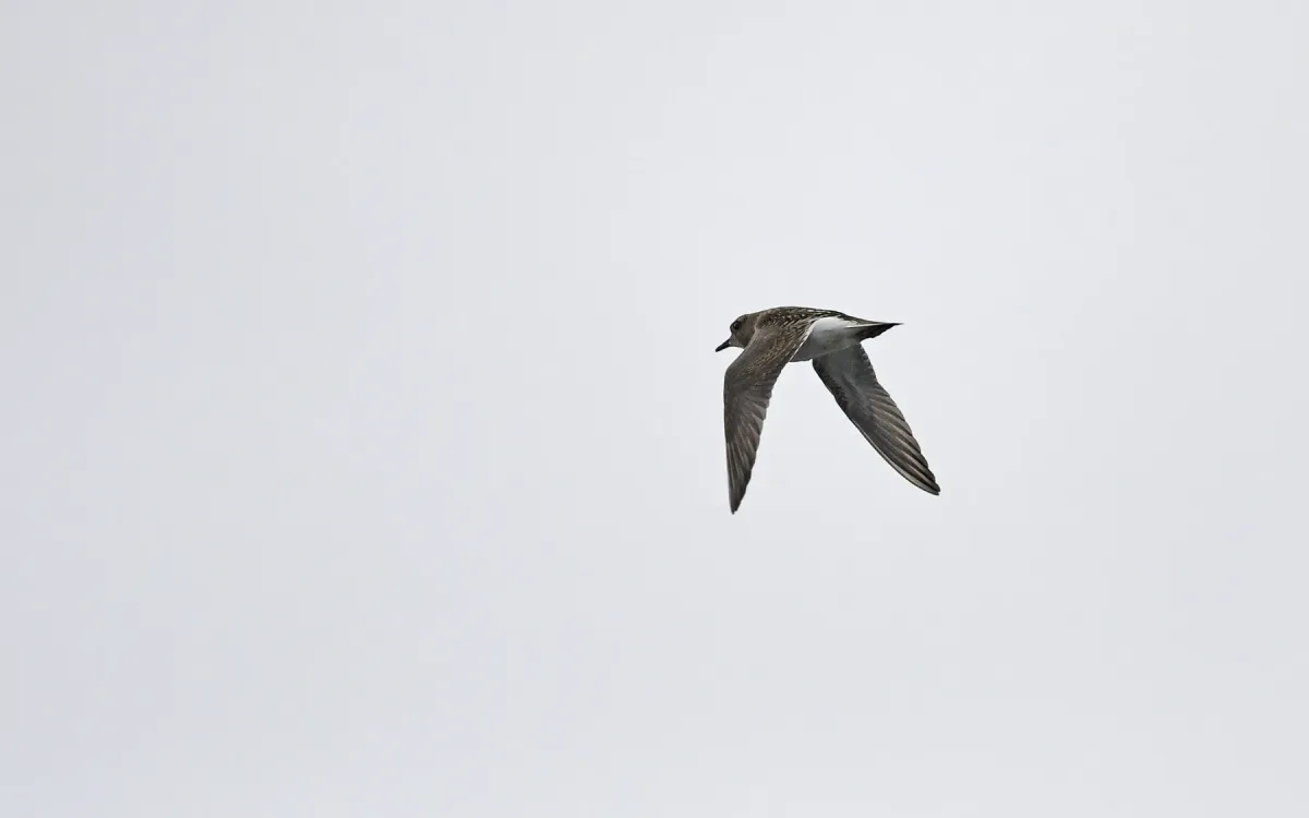File:Zonibyx modestus in flight 391094631 01.jpg