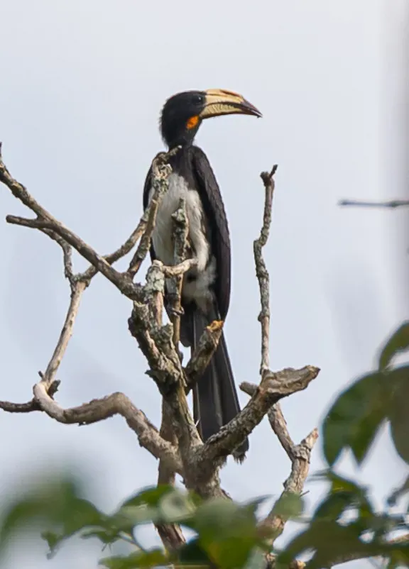 File:Lophoceros fasciatus 394131977.jpg