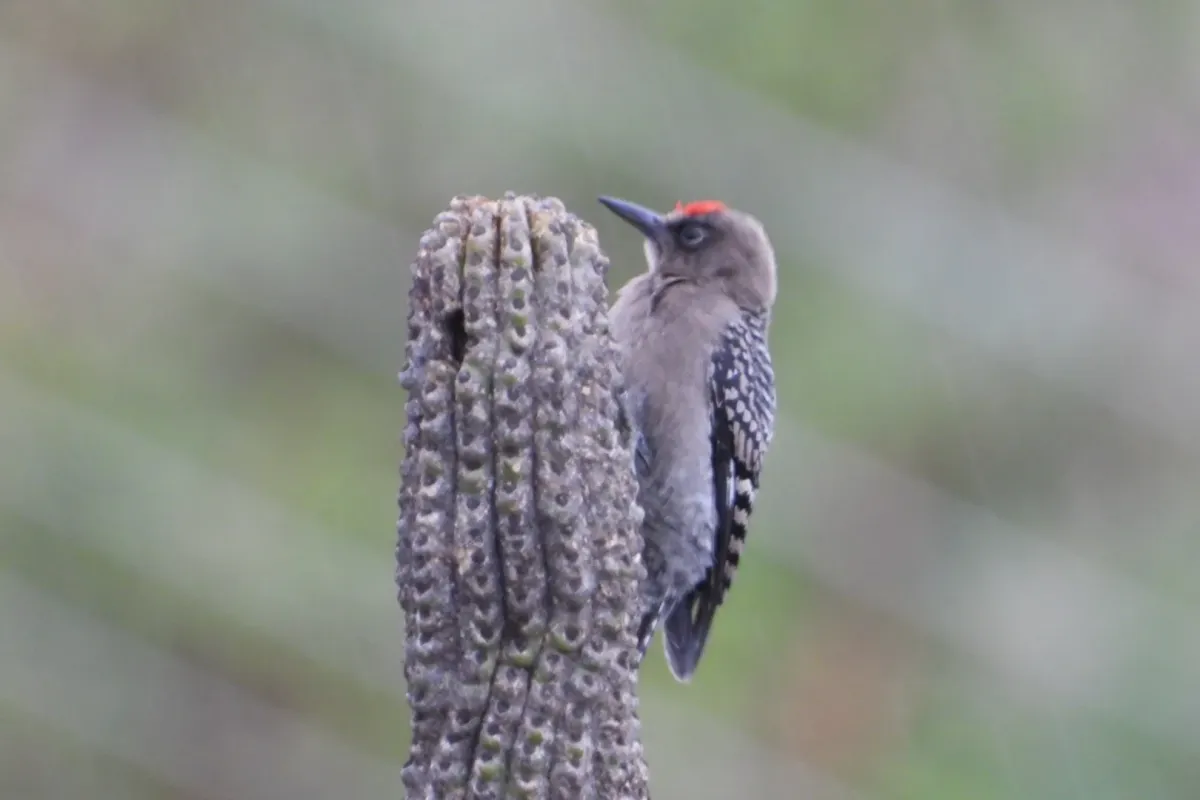 File:Melanerpes hypopolius 398435906.jpg