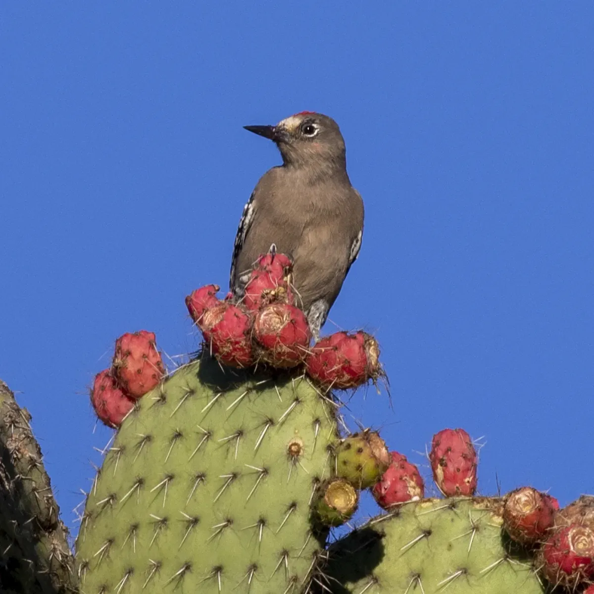 File:Melanerpes hypopolius 459811367.jpg