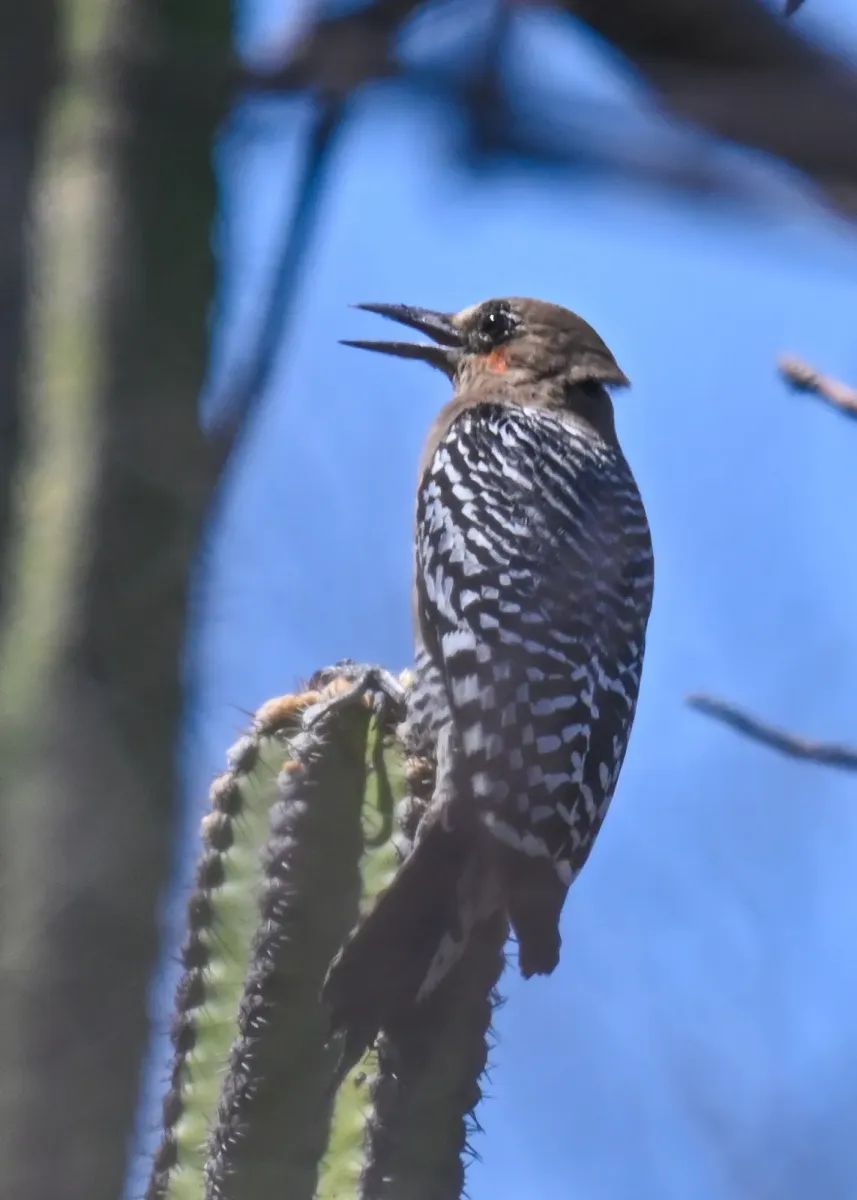 File:Melanerpes hypopolius 379446989.jpg