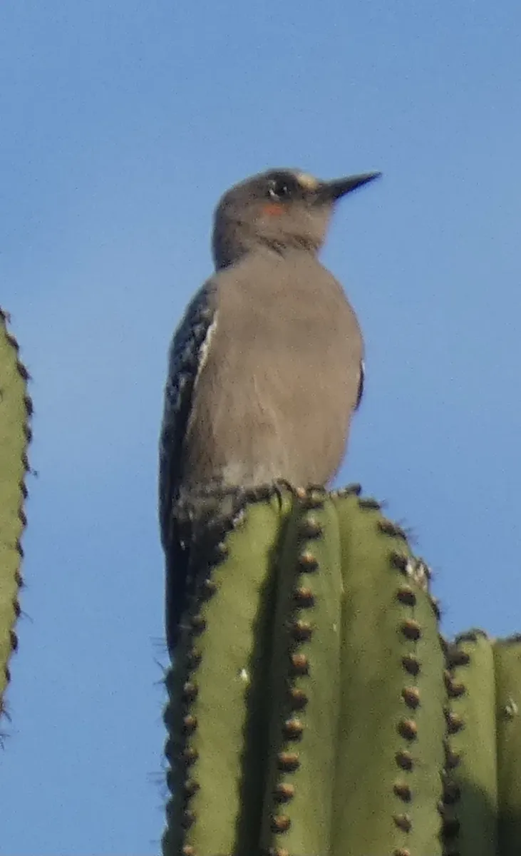 File:Melanerpes hypopolius 106542384.jpg