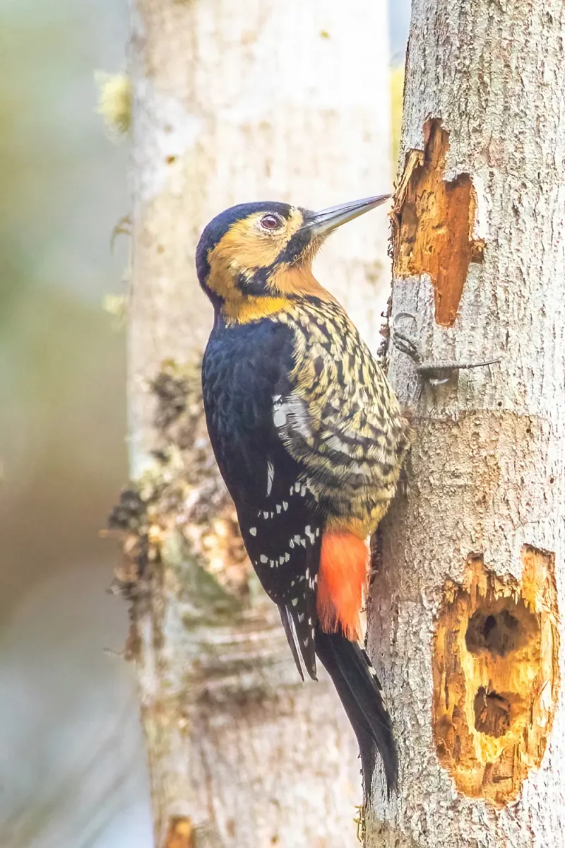 File:Dendrocopos darjellensis 282715516.jpg