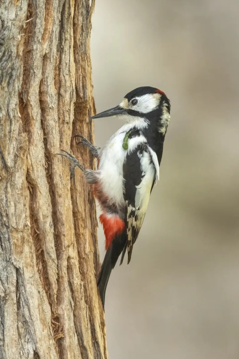 File:Dendrocopos leucopterus 498112507.jpg