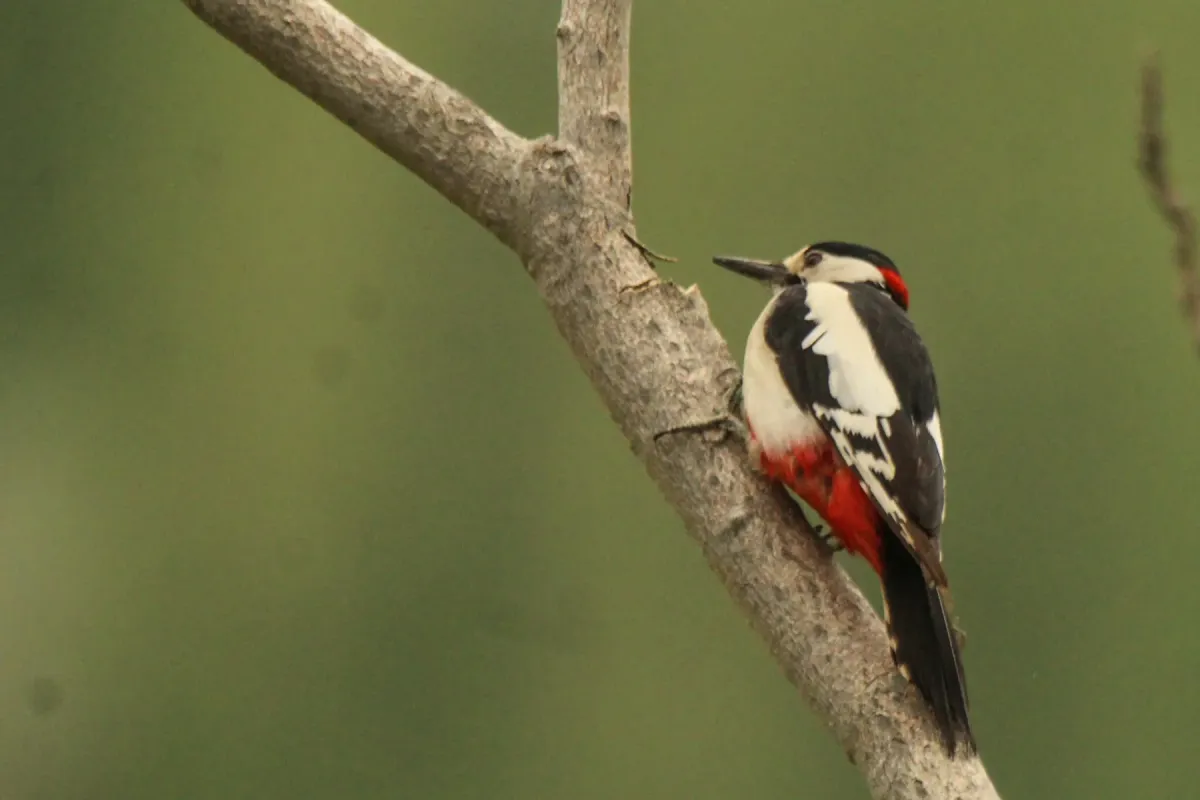 File:Dendrocopos leucopterus 399366469.jpg