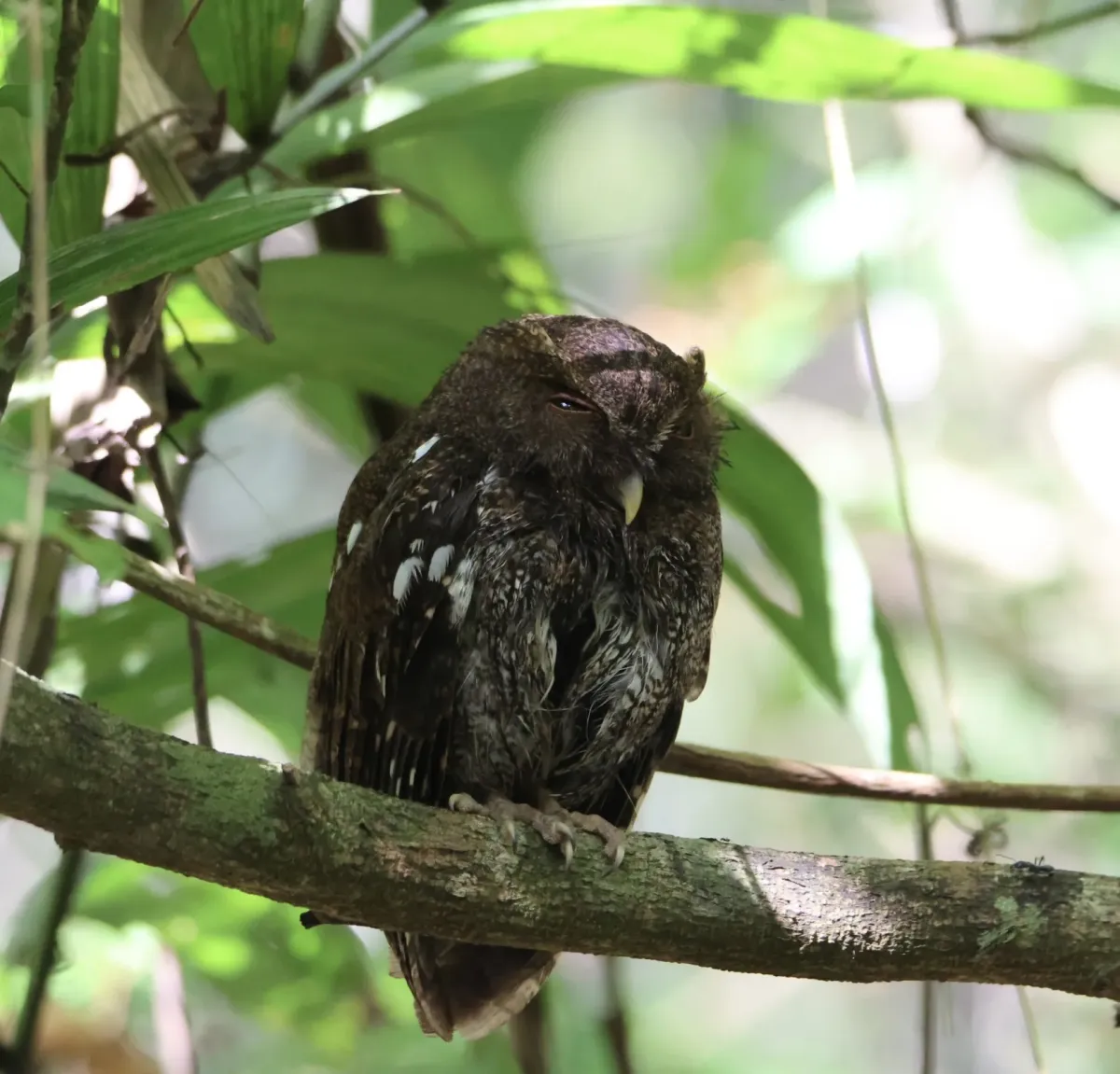 File:Megascops centralis 279195345.jpg