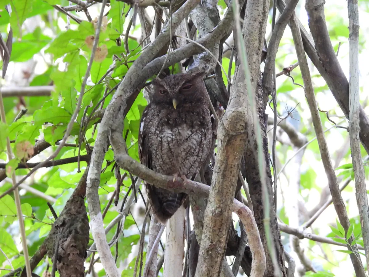 File:Megascops centralis 295066022.jpg