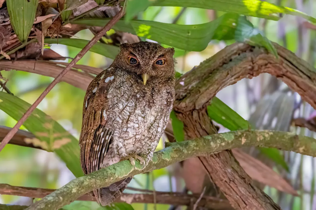 File:Megascops centralis 355925456.jpg