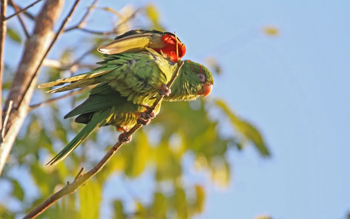 File:Psittacara euops 104131021.jpg