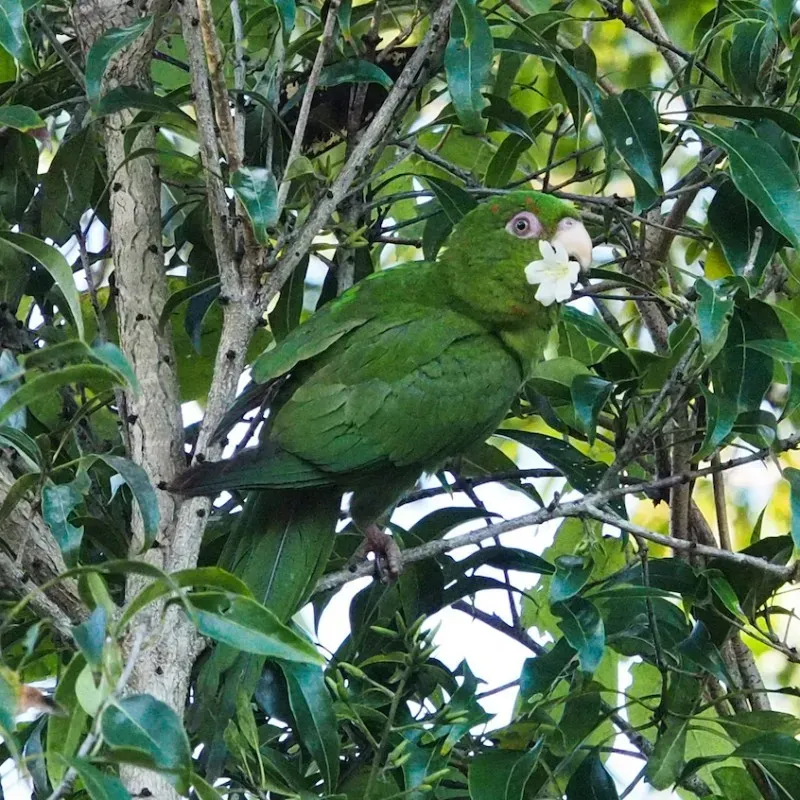 File:Psittacara euops 9514626.jpg