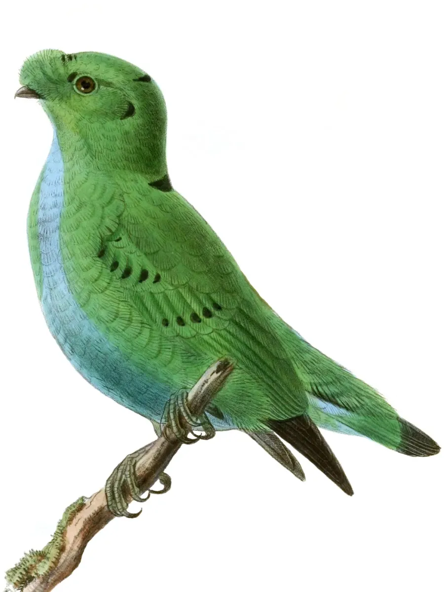 File:Calyptomena hosii.jpg