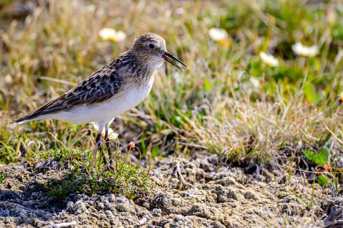 File:Baird's sandpiper (Calidris bairdii) in Sachs Harbour 03.jpg