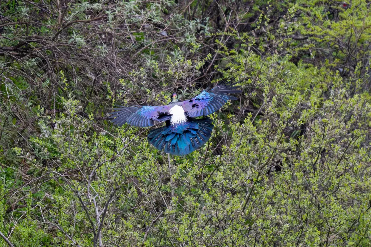 File:Chinese Monal (Lophophorus lhuysii), Balangshan, Aba, Sichuan, China 2.jpg
