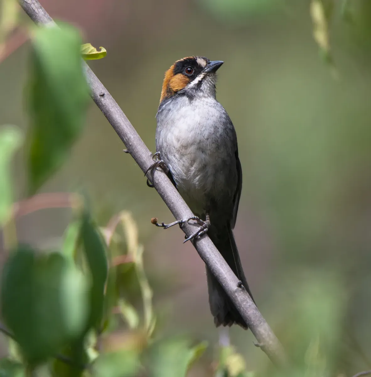 File:Atlapetes melanopsis 3.jpg