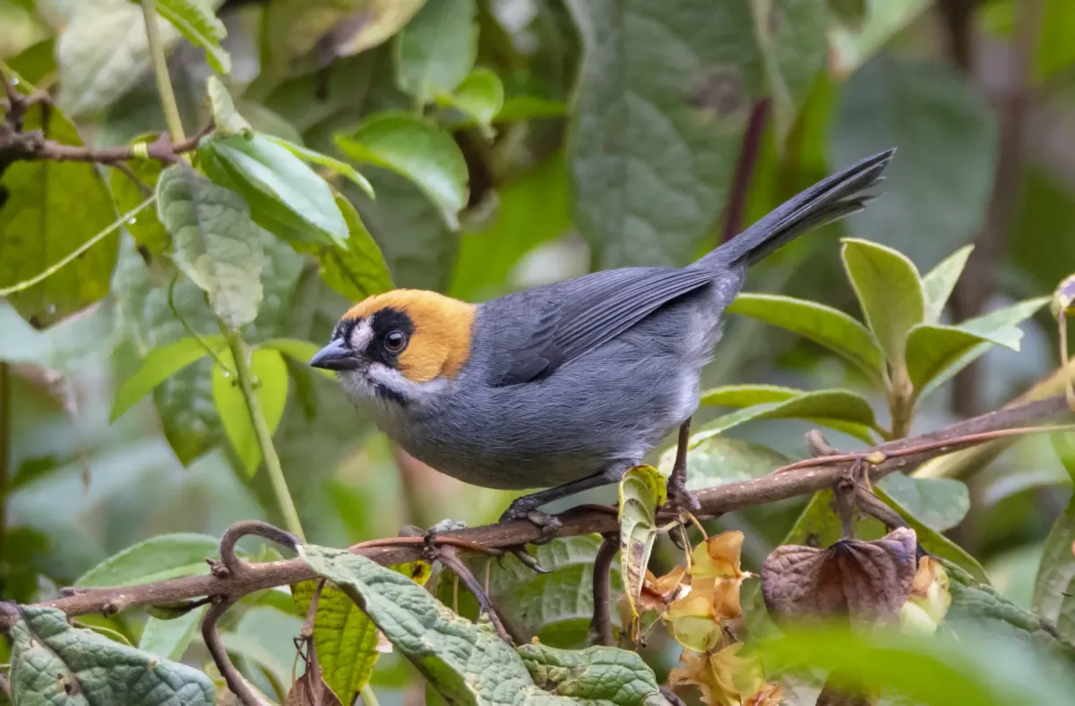 File:Atlapetes melanopsis 4.jpg