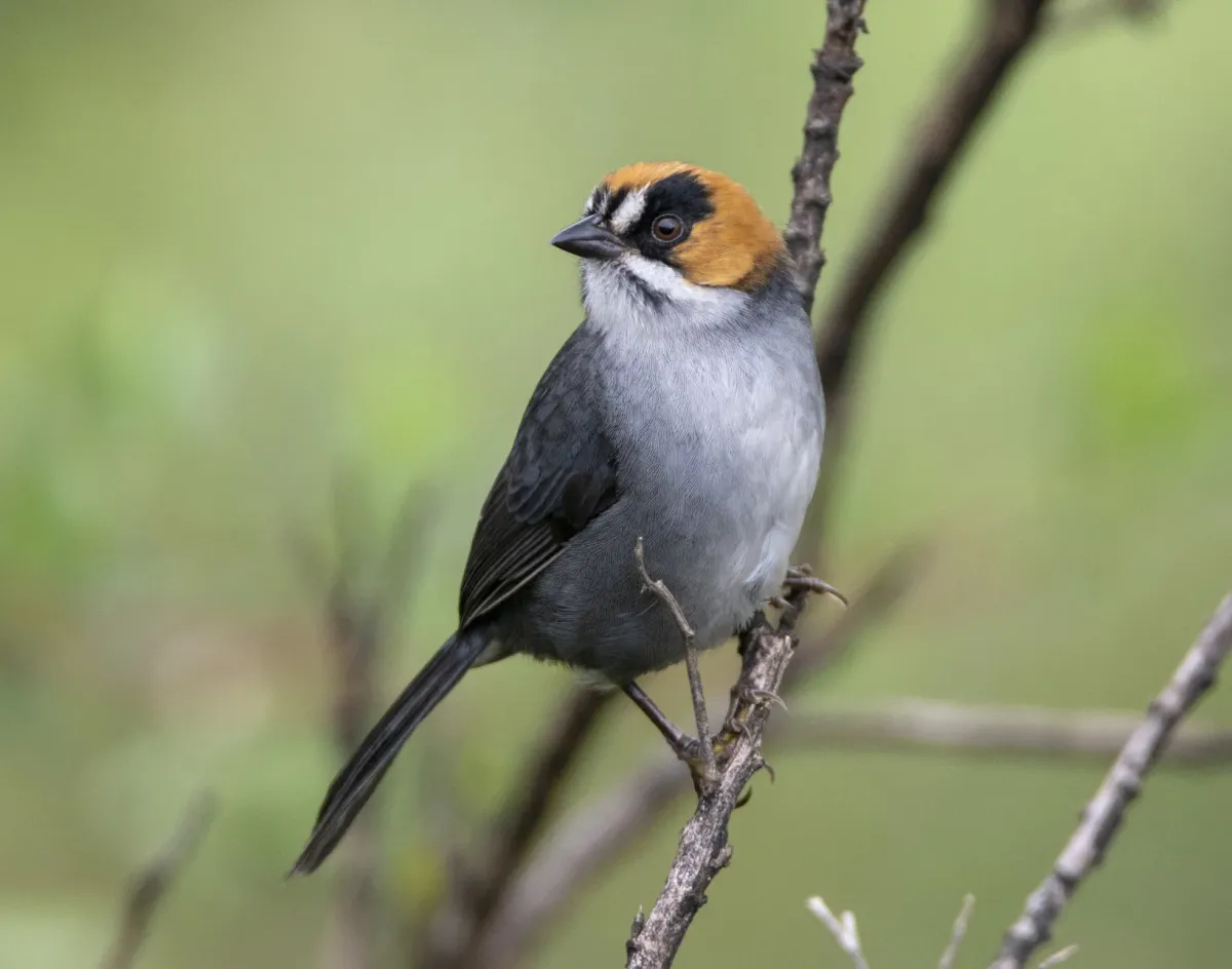 File:Atlapetes melanopsis 5.jpg