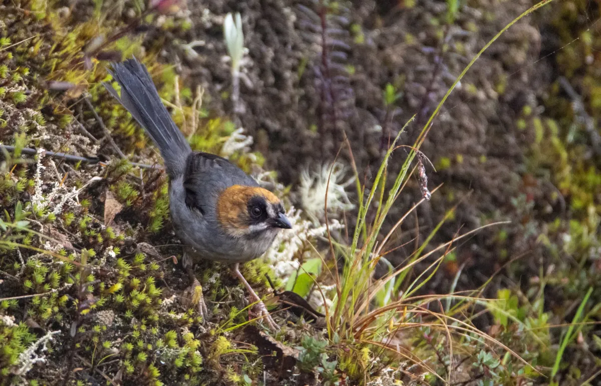 File:Atlapetes melanopsis 6.jpg