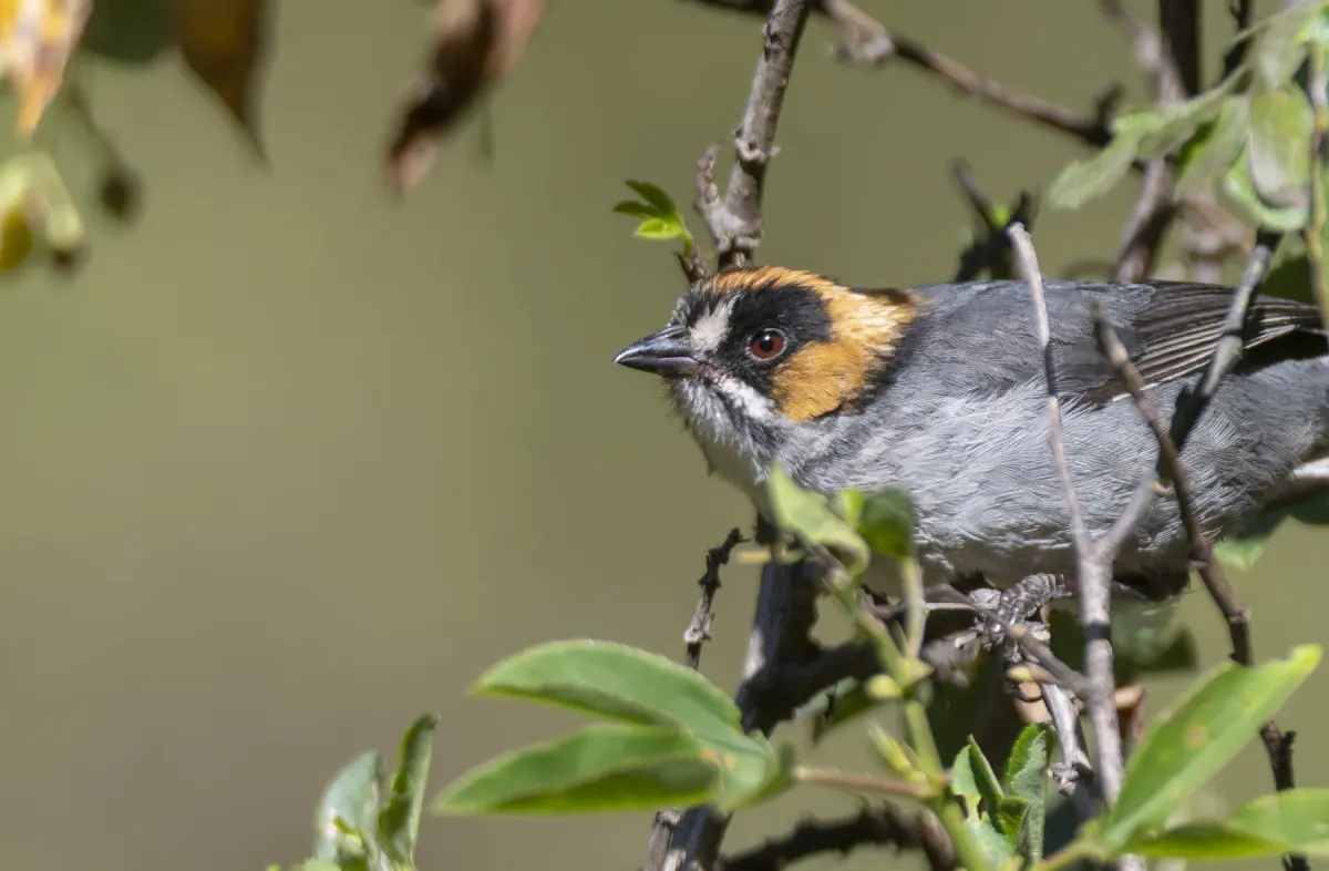 File:Atlapetes melanopsis 7.jpg