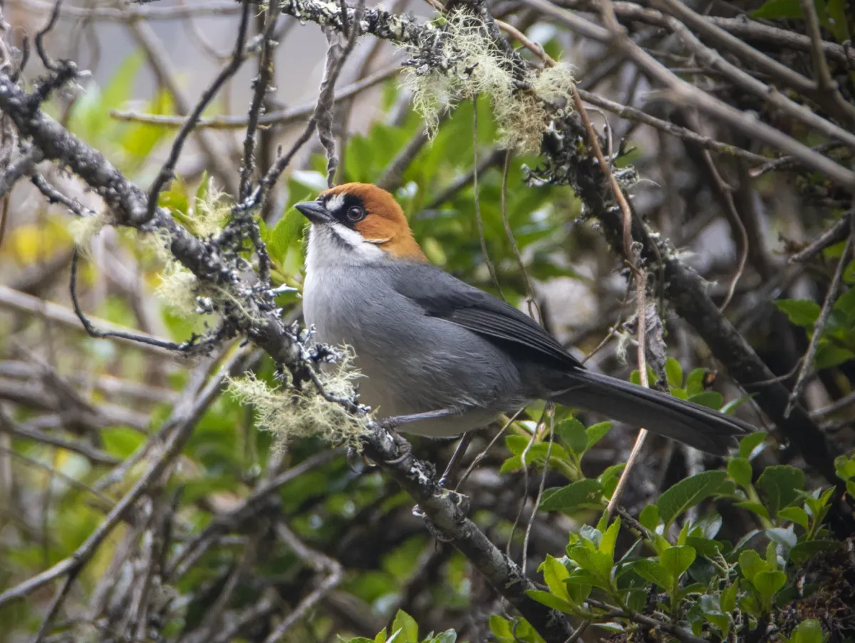 File:Atlapetes forbesi 1.jpg