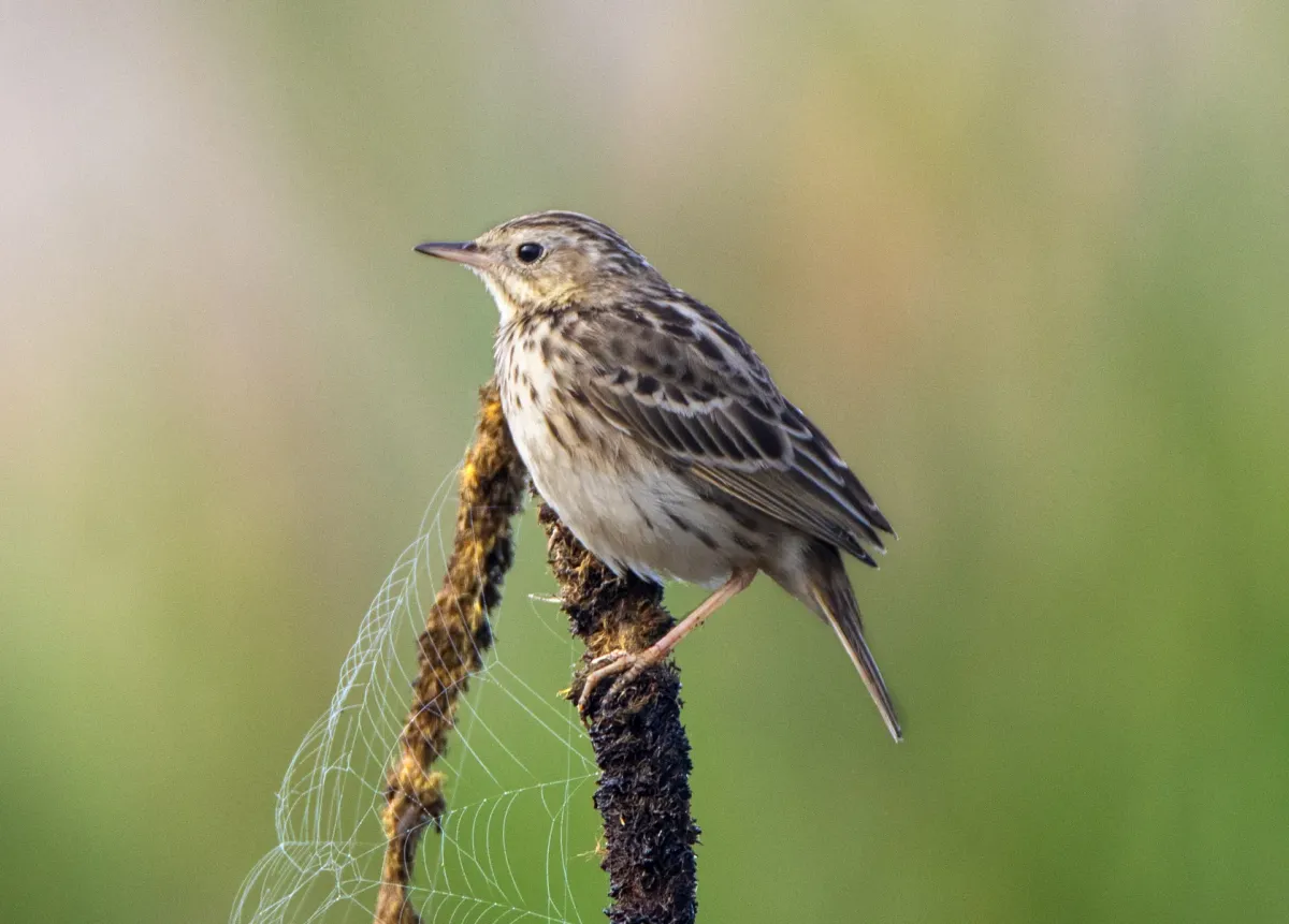 File:Anthus peruvianus 1.jpg