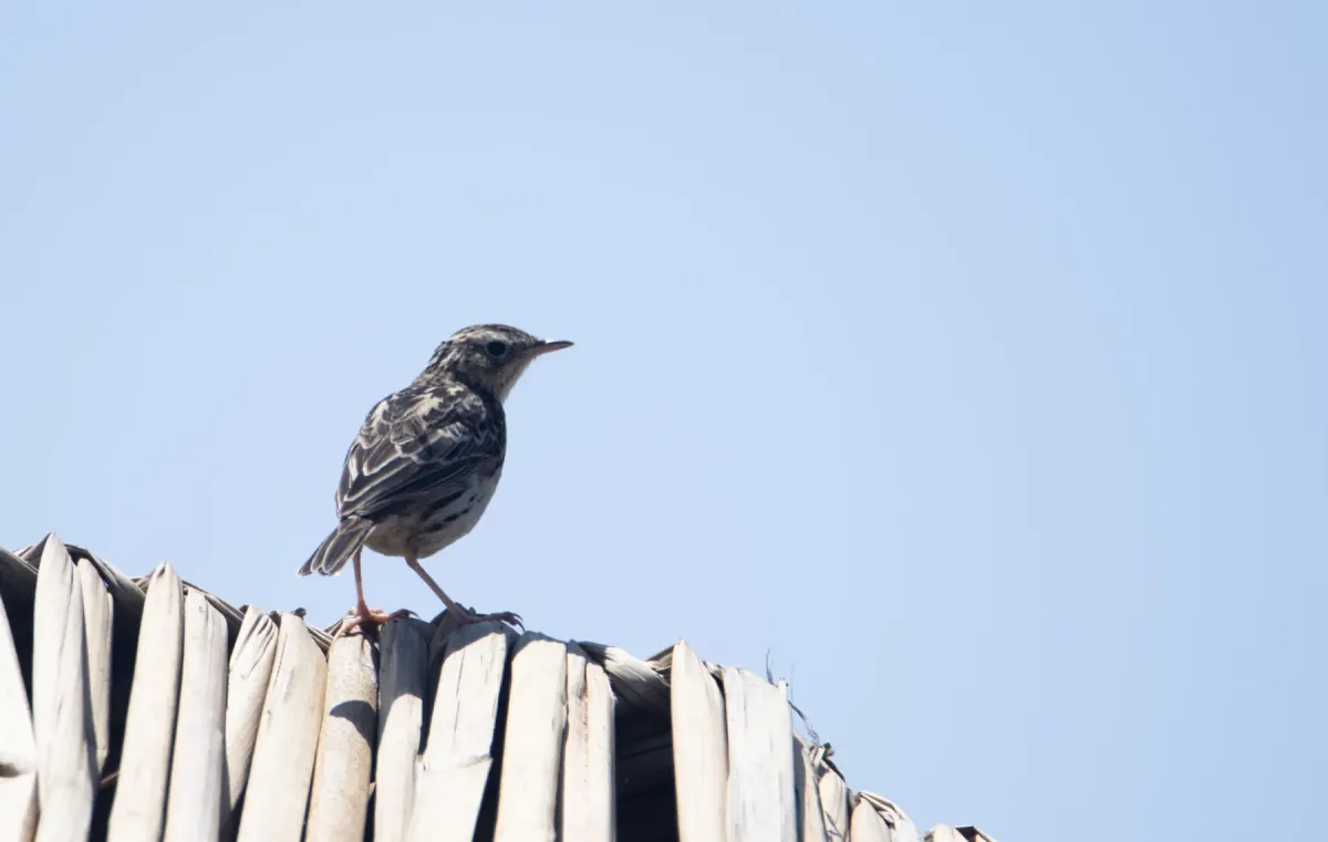 File:Anthus peruvianus 3.jpg