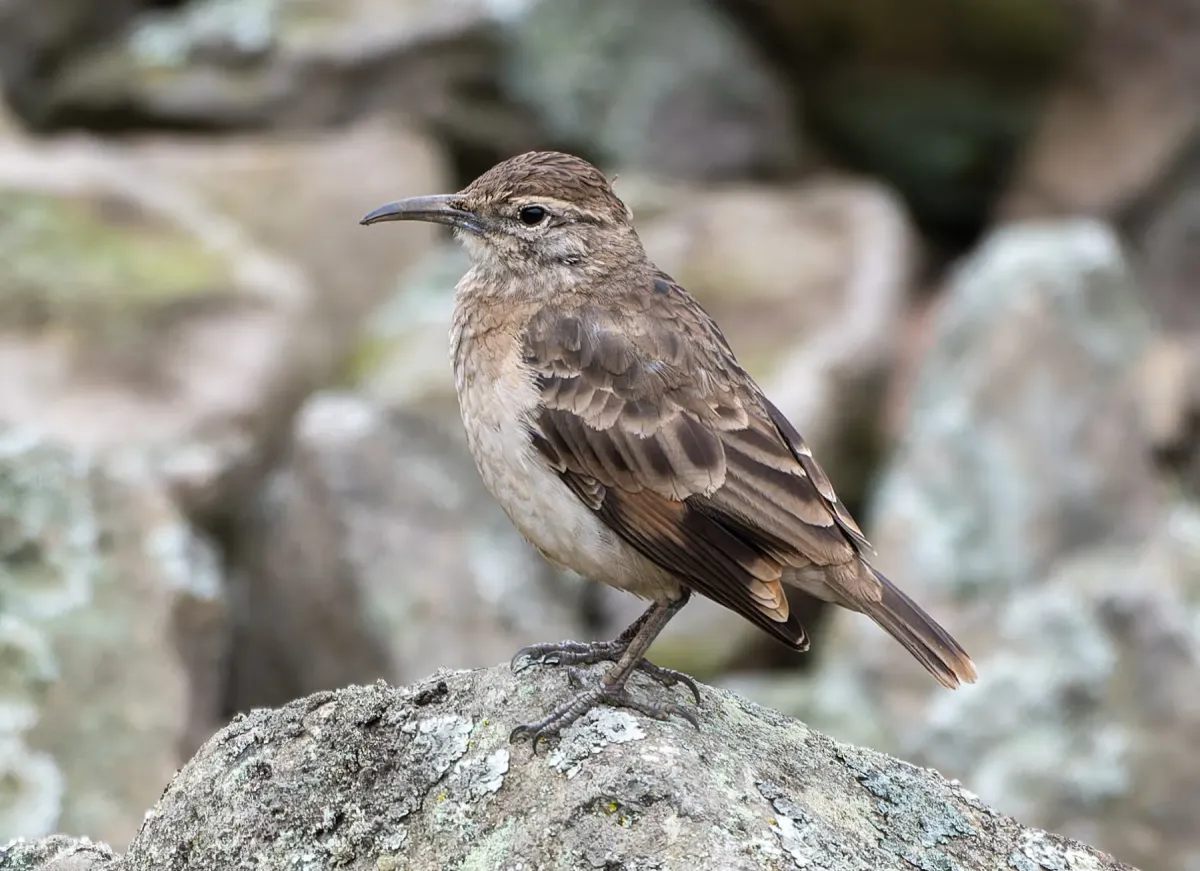 File:Geositta crassirostris.jpg