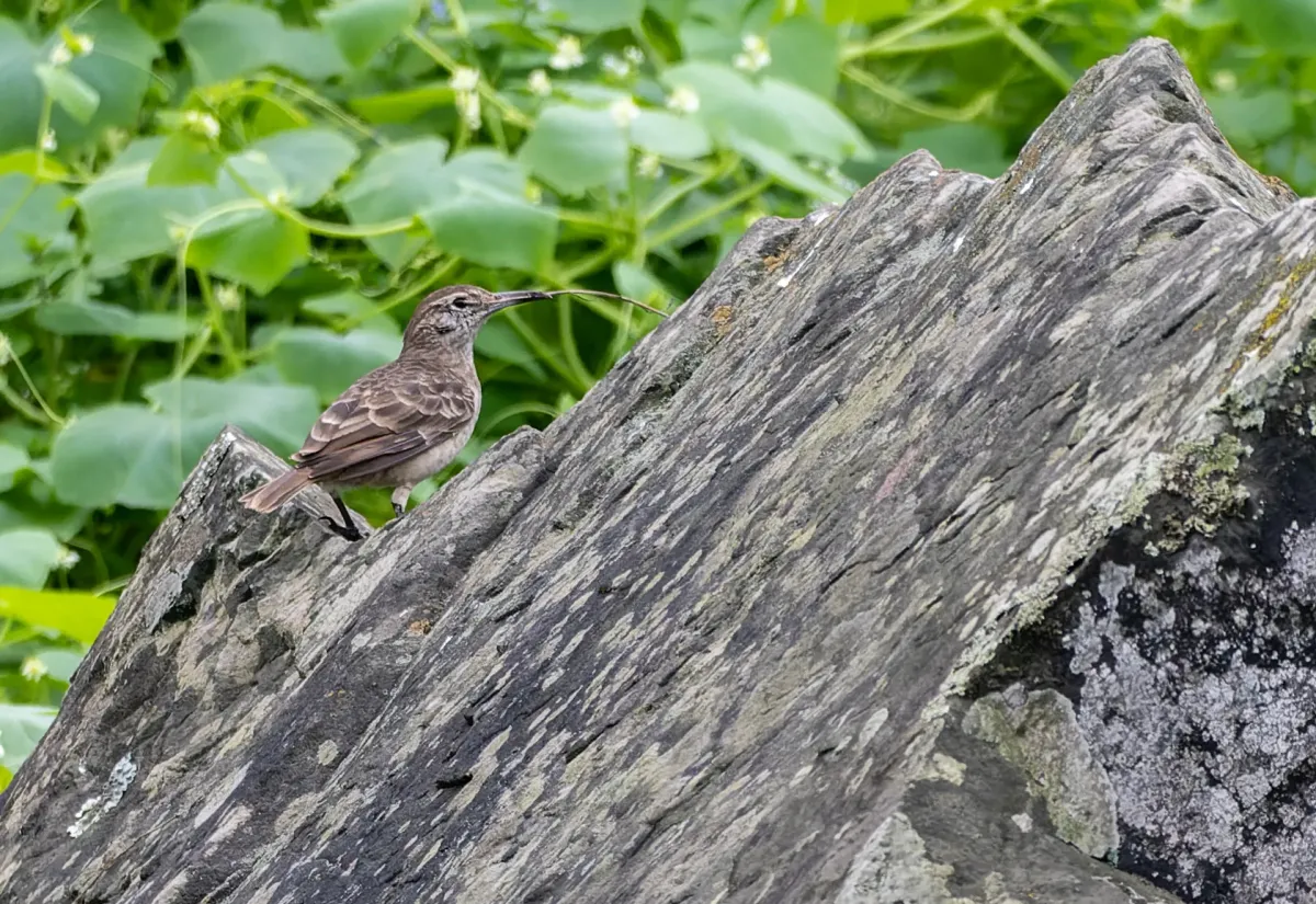 File:Geositta crassirostris 1.jpg