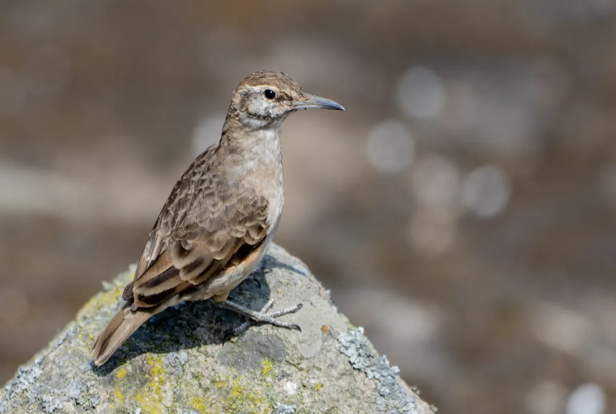 File:Geositta crassirostris 3.jpg