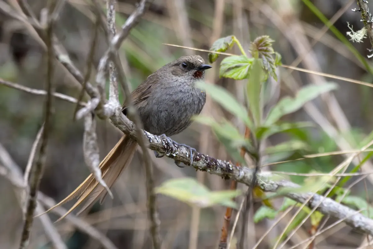 File:Asthenes ayacuchensis 1.jpg