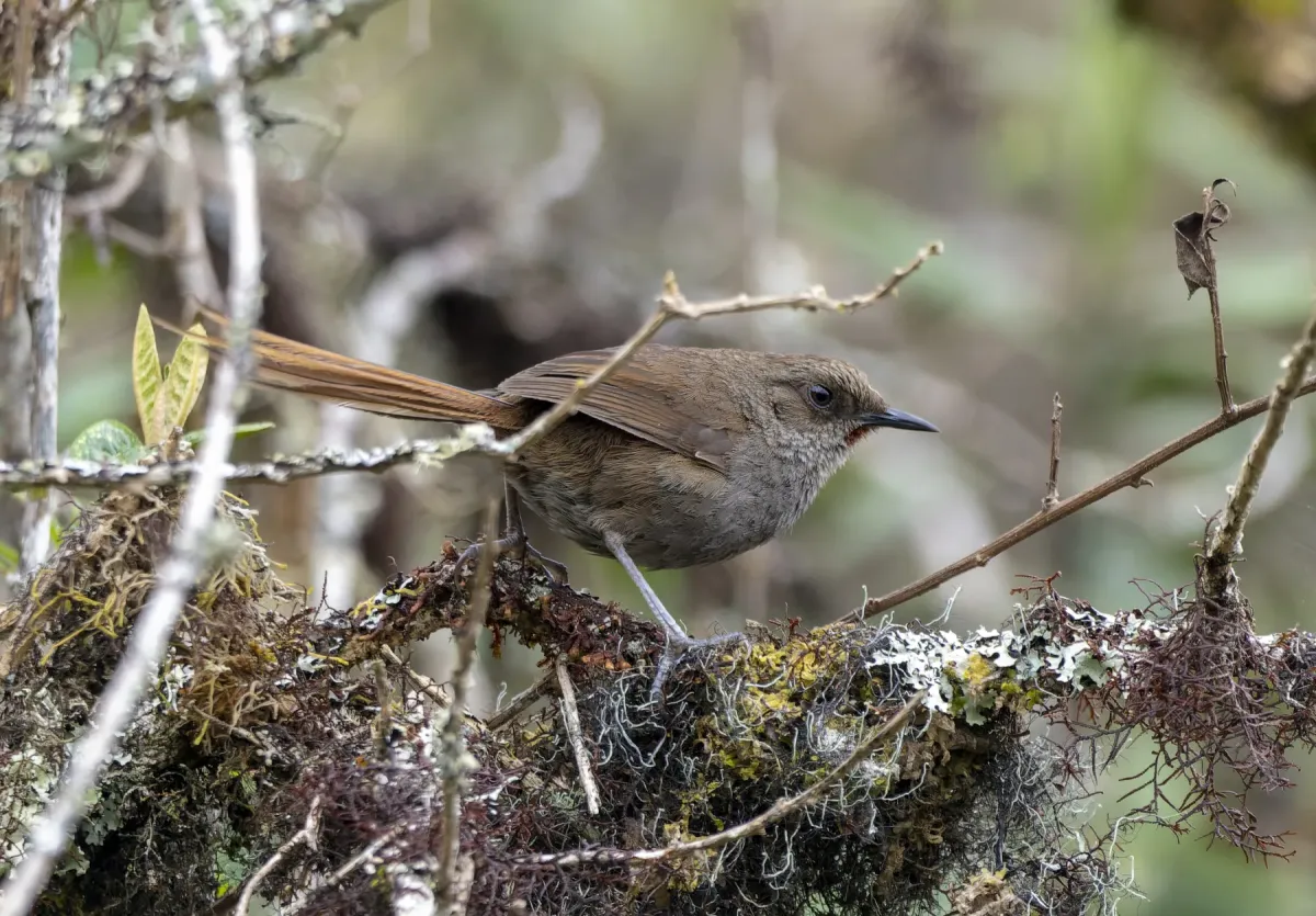 File:Asthenes ayacuchensis 2.jpg