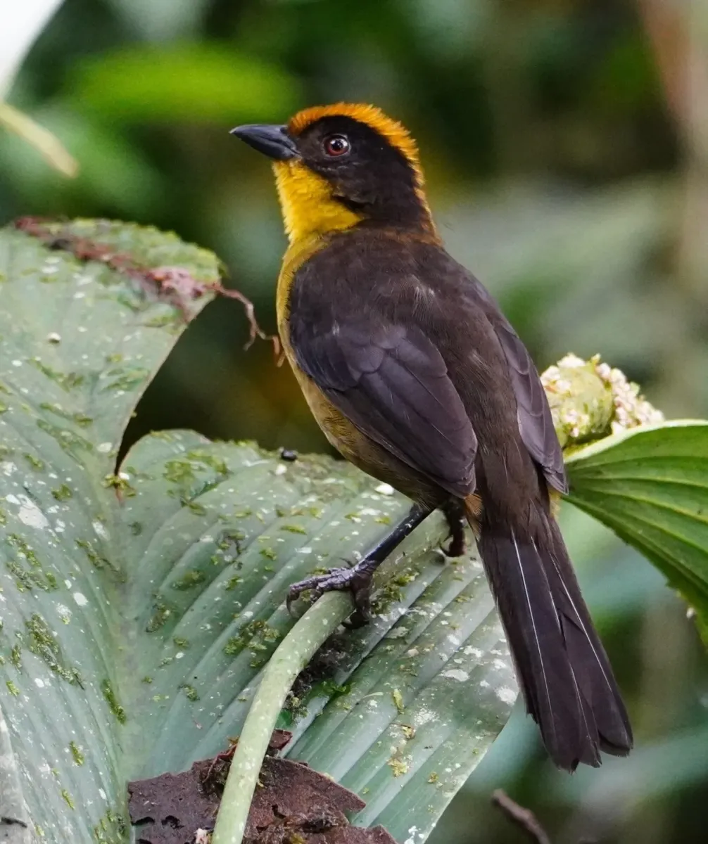 File:Atlapetes crassus.jpg