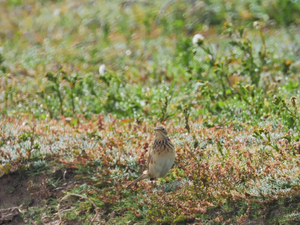 File:Anthus brevirostris.jpg