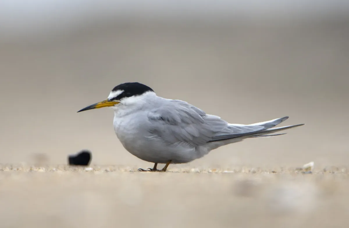 File:Sternula lorata.jpg