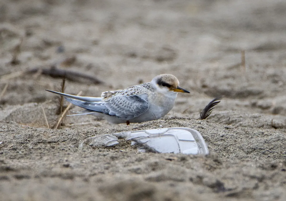 File:Sternula lorata 3.jpg