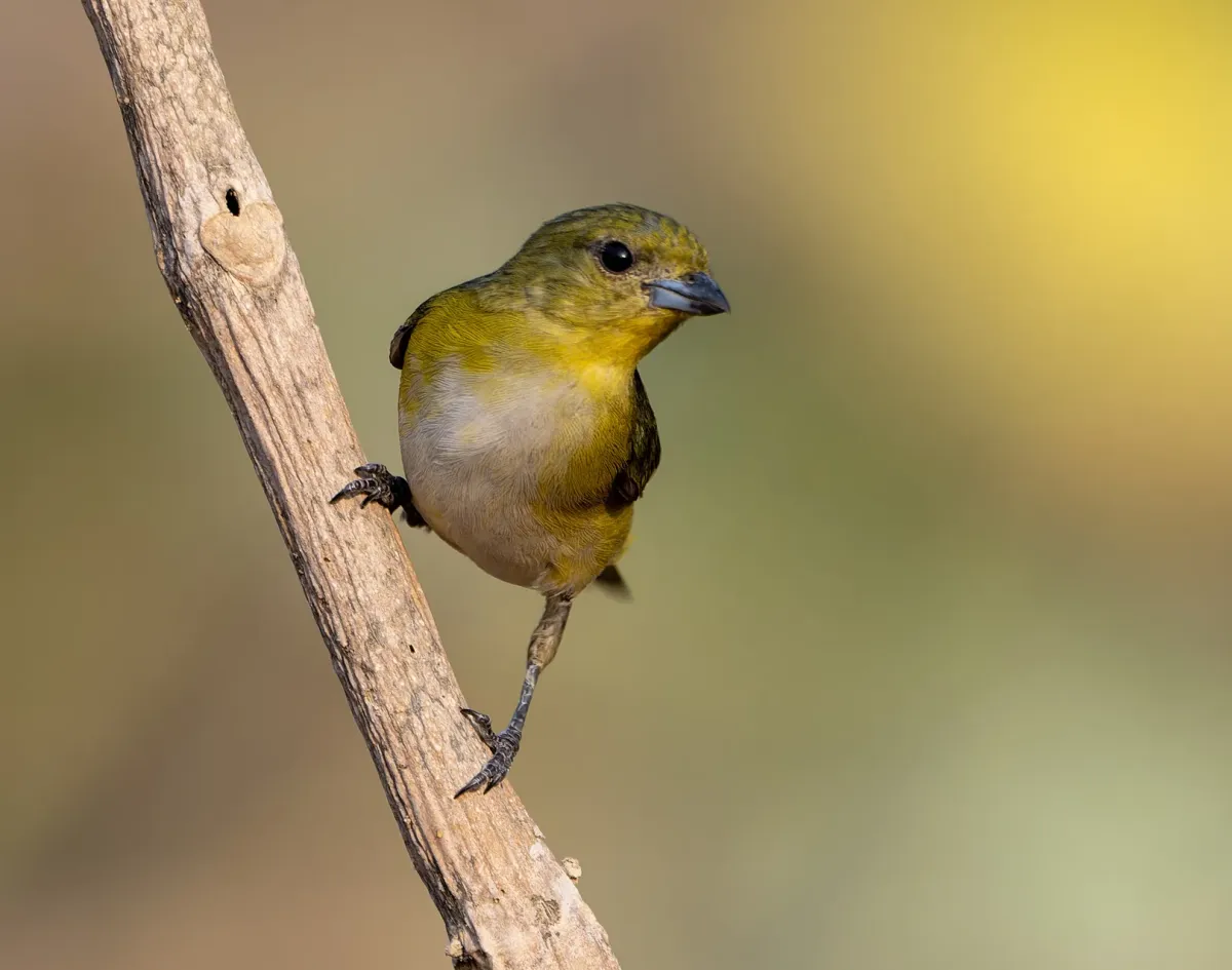 File:Euphonia trinitatis 1.jpg