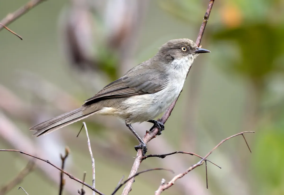 File:Pseudospingus xanthophthalmus.jpg