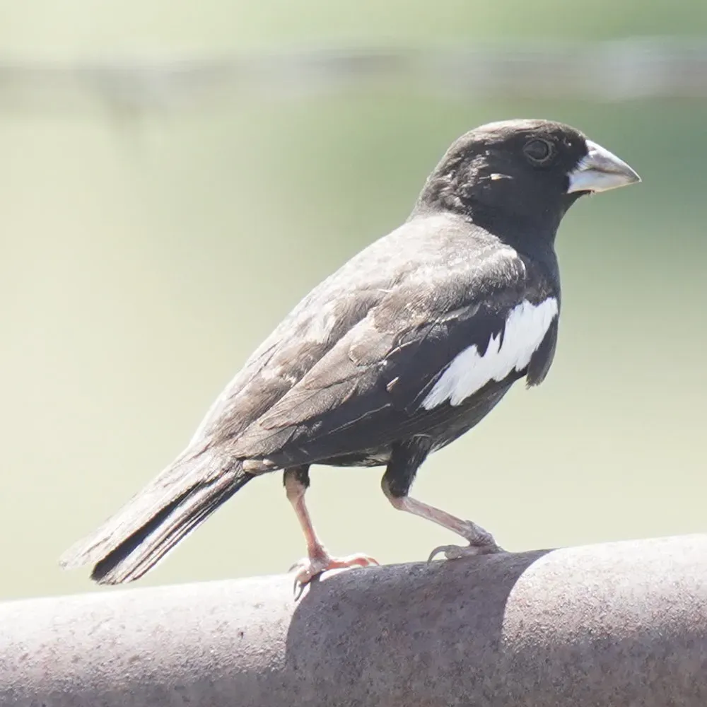 File:Calamospiza melanocorys 545576762.jpg