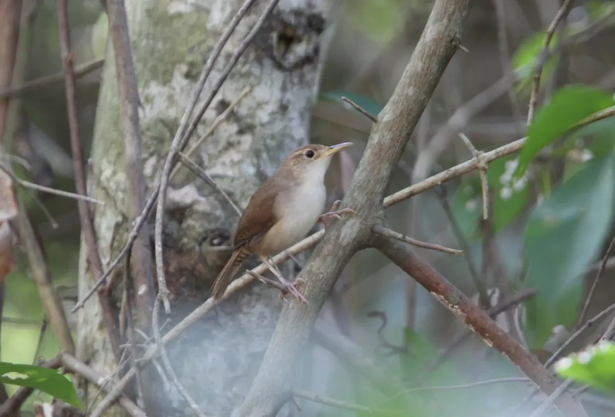 File:Troglodytes beani 1.jpg