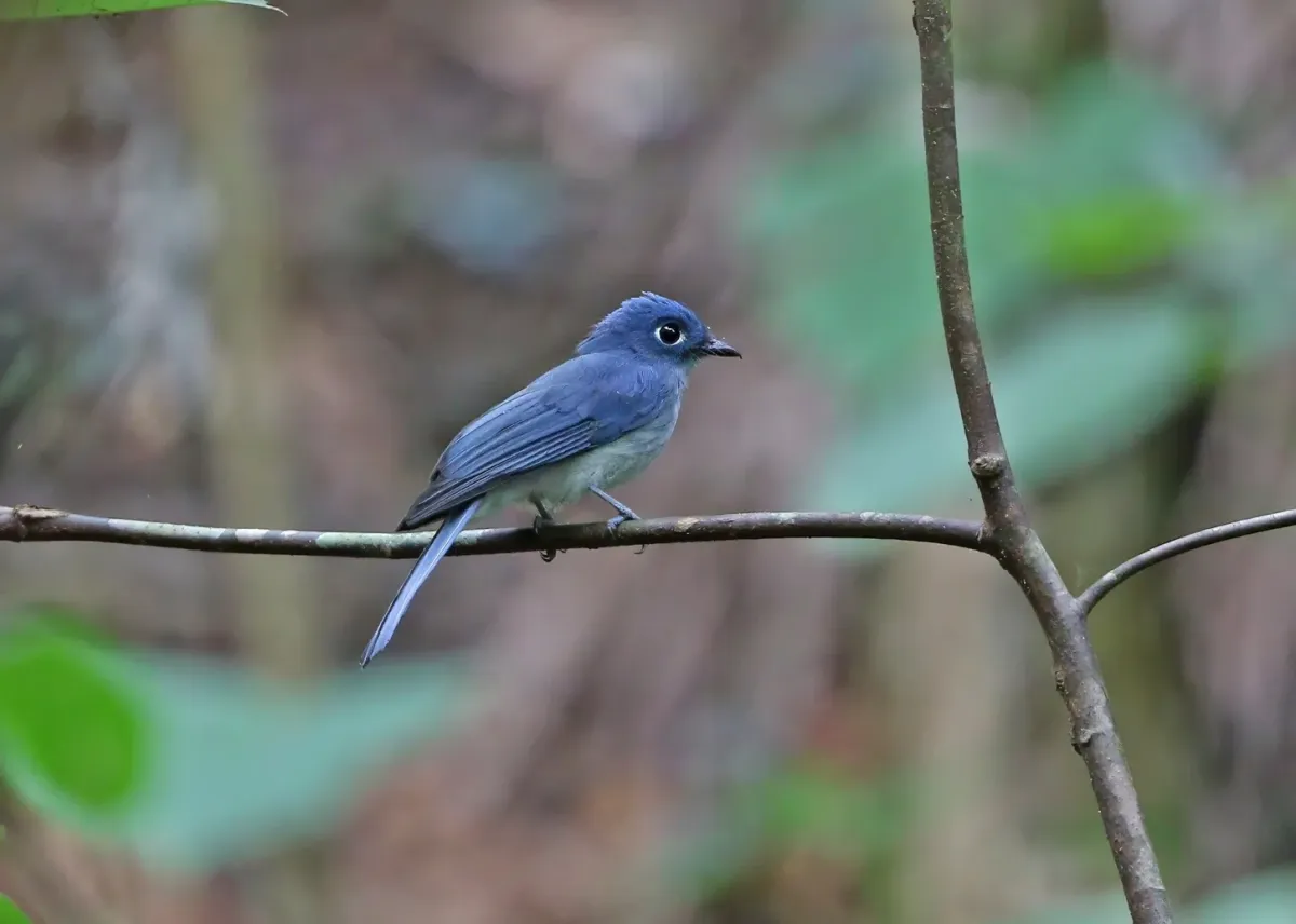 File:Eutrichomyias rowleyi, Sangihe, Indonesia 435260094.jpg