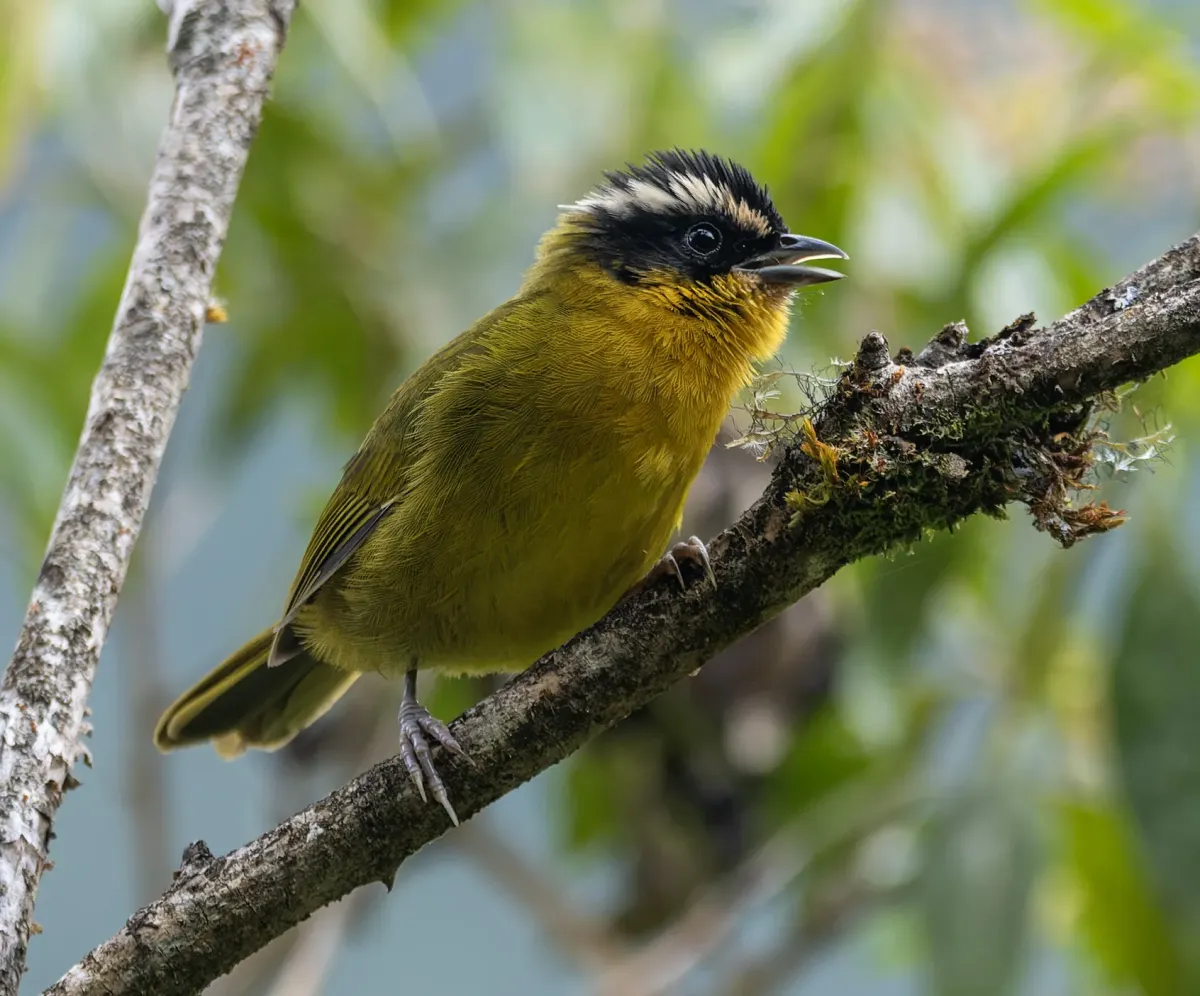 File:Kleinothraupis atropileus.jpg