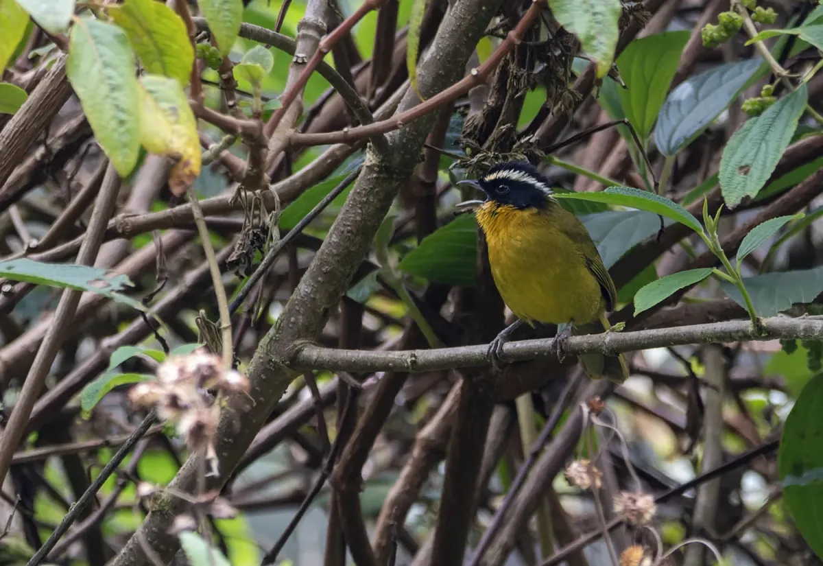 File:Kleinothraupis atropileus 1.jpg