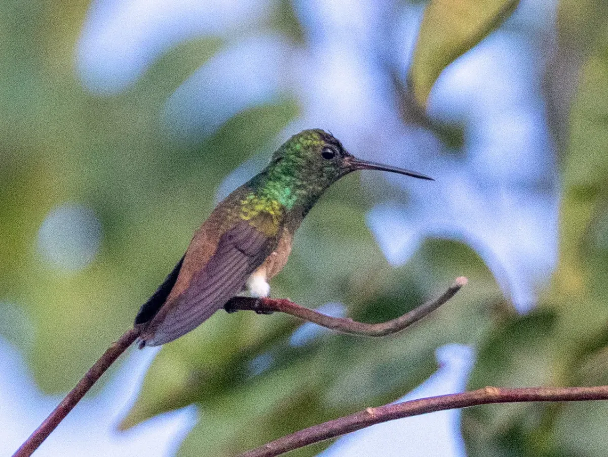 File:Saucerottia cupreicauda (cropped).jpg